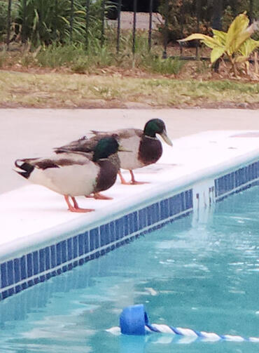Ducks at the Pool Two ducks resting on the pool deck beside pool toys after a beach day