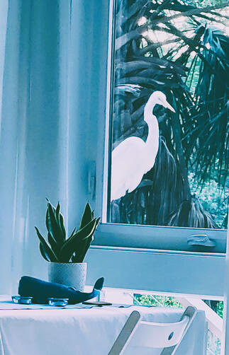 Curious heron peeking through the cottage window into a cozy interior