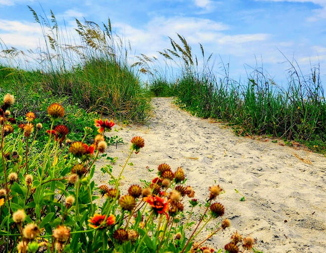Sandy beach path lined with sea oats and blooming wildflowers.