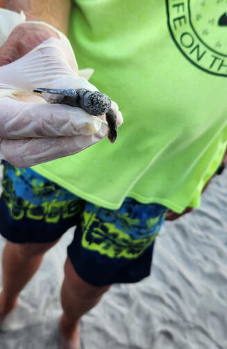 Volunteer holding a baby sea turtle during hatchling season.