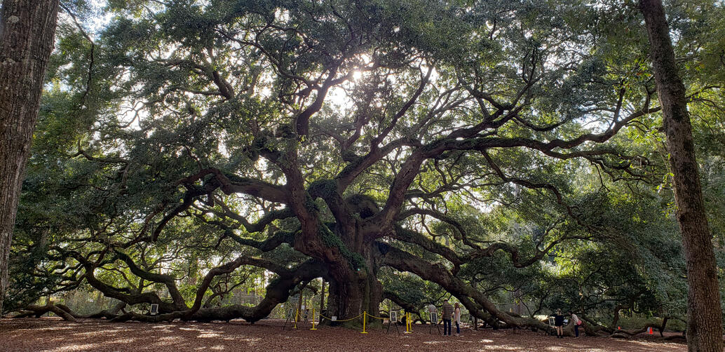 Majestic Angel Oak tree with sprawling branches and dappled sunlight filtering through the leaves"