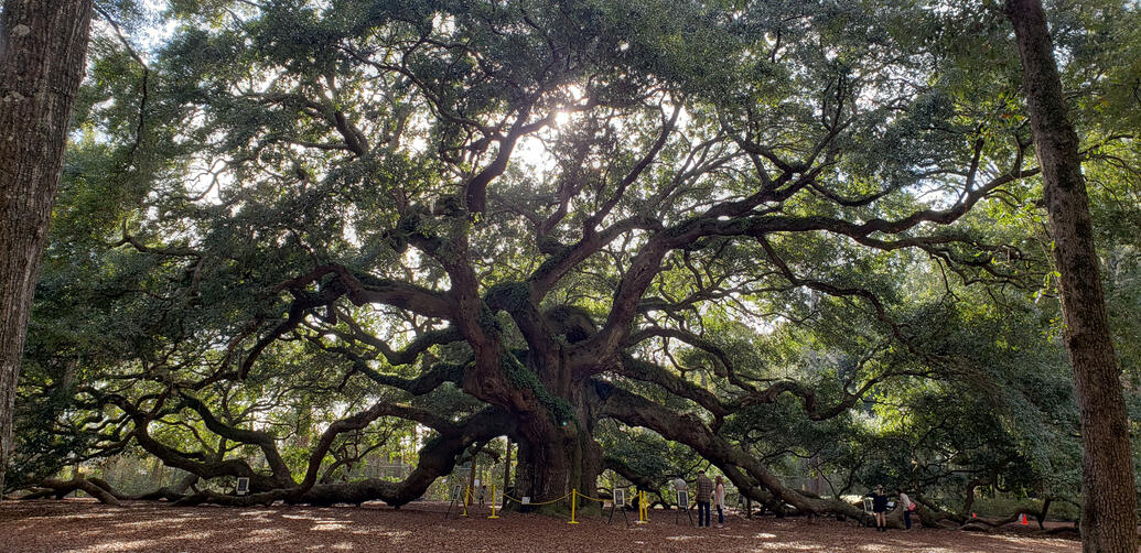 Angel Oak Tree Majestic Angel Oak tree with sprawling branches and dappled sunlight filtering through the leaves"